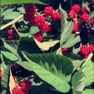 Meet your Posher, Eva